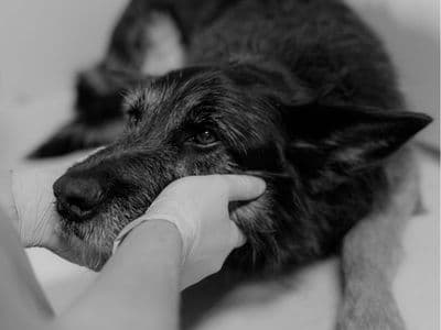 Emergency pet care available 24x7