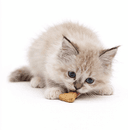 Cat Treats