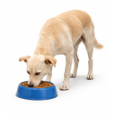 Dog Food