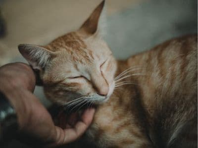 Advanced veterinary care at Sophistipets